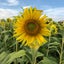 花のサムネイル