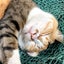 kinokoのサムネイル