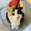 花のワルツのサムネイル