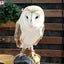 野りつもんのサムネイル