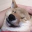 トラのサムネイル