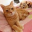 画像 millecrepesのブログのユーザープロフィール画像