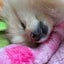pome-12のサムネイル