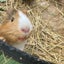 角ハイのサムネイル