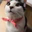 小夏のサムネイル
