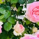 きっきのおすすめのサムネイル