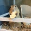 nico-squirrelのサムネイル