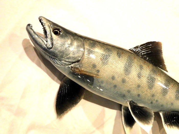 サクラマス雄婚姻色 | 一心房LOG 魚の剥製制作販売注文