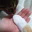 茶ねこのサムネイル