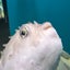 トンコのサムネイル