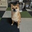 maomamalifeのサムネイル