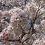 sakura111333⭐︎のサムネイル