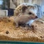 こきんのサムネイル
