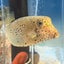 果子のサムネイル