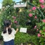 メロンパンなのサムネイル
