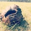 dosankokixyuuziのサムネイル