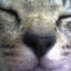 にゃんちゃん(=^・^=)のサムネイル