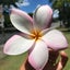 Hawaii Miho.Rのサムネイル