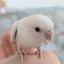 chikoのサムネイル