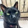 茶トラと黒　二代目猫チャム＋メイ