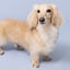 roidog0229のサムネイル