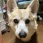 あい(｡･ω･｡)のサムネイル