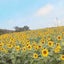 りりか❁のサムネイル
