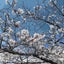 hoikushishiken25のサムネイル