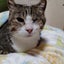 猫ごはん係のサムネイル
