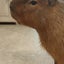 はなちゃんのサムネイル