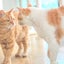 Withねこ　猫８匹＋犬１匹　のサムネイル
