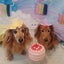 ショコラのサムネイル