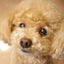 チロ議長のサムネイル