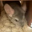 koha1110のサムネイル