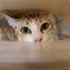 画像 ジクサー王のバンコク生活 ～タイ移住して気ままに過ごす～のユーザープロフィール画像