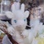 青空ふわりのサムネイル
