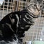 ＮＰＯ法人猫の味方ネットワークのサムネイル