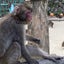 imasaragakuのサムネイル