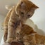 猫助のサムネイル