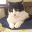 猫のカネ男君のサムネイル