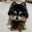 アリポメのサムネイル