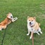 hige-bouのサムネイル