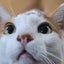 ズボラでも幸せ♪猫と暮らしのブログのサムネイル