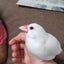いろはのサムネイル