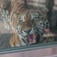 おかんのサムネイル