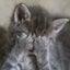 chantodekiruyo365のサムネイル