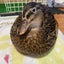 aribou72のサムネイル