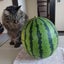 nekocat1841のサムネイル