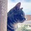 海猫のサムネイル