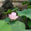 うさみーのサムネイル